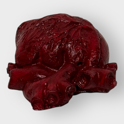 Corazón anatómico decorativo.