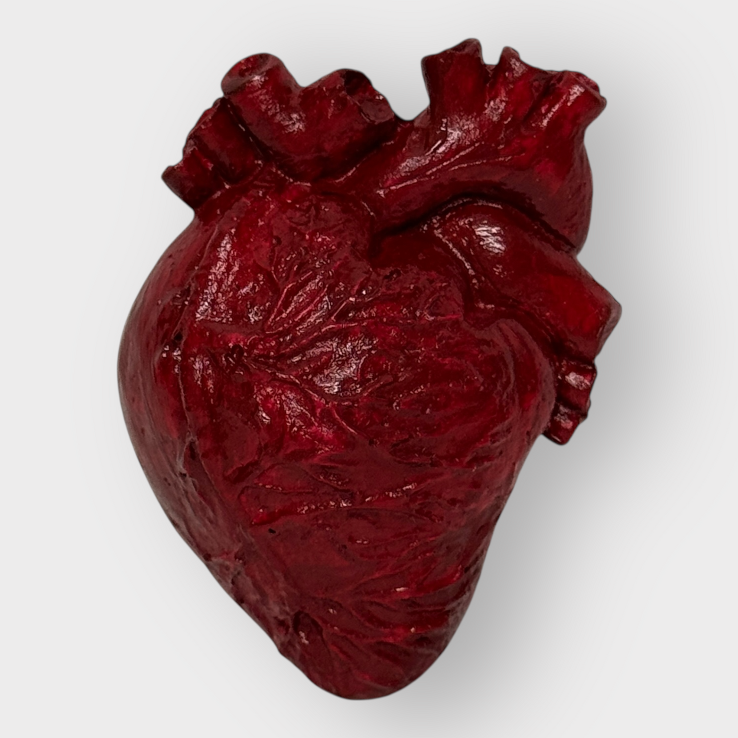 Corazón anatómico decorativo.