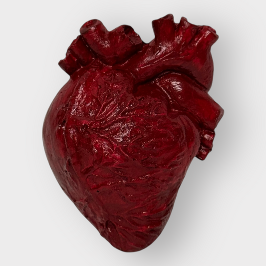Corazón anatómico decorativo.