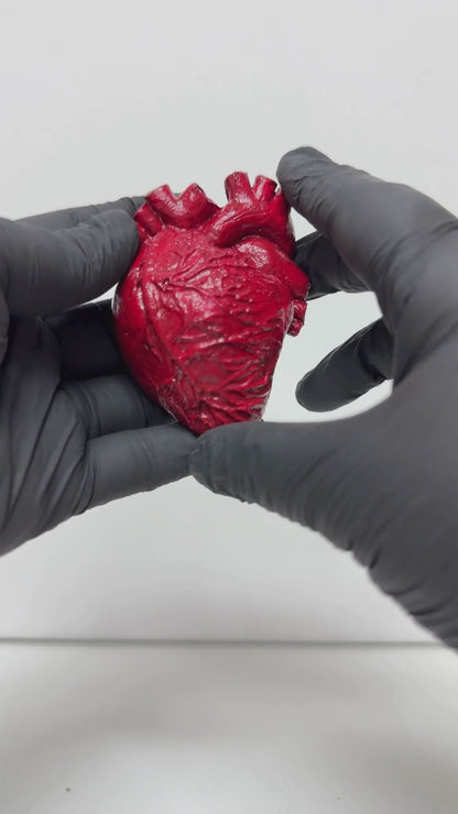 Corazón anatómico decorativo.